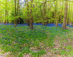A carpet of Bluebells flowering in Badby Wood, Badby, Northamptonshire, UK in summertime