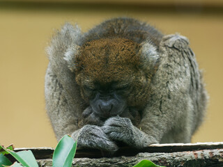 Cute greater bamboo lemur curled up for a nap, aka broad-nosed bamboo gentle lemur, in Lyon Zoo, France