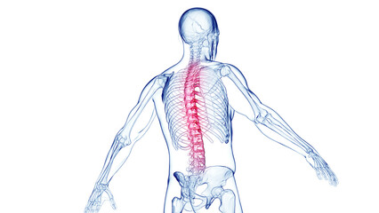 3d medical illustration of a man's skeletal system. back pain