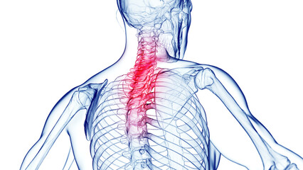 3d medical illustration of a man's thoracic spine. back pain - 603018638