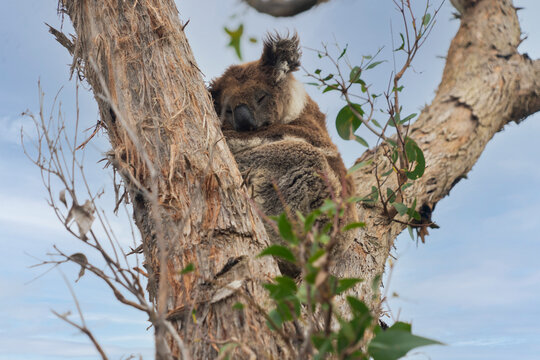 koala bear is a native Australian animal that climbs on a eucalypton tree eating leaves and sleeping on a tree, found in the forest in Melbourne, Australia.