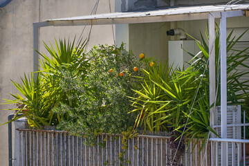 Balcony full of potted Mediterranean plants like palms, orange tree and olive trees, small space gardening in Thessaloniki, Greece