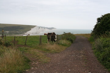 Obraz premium イギリス旅行セブンシスターズ