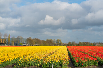 Landscape of colorful yellow red blooming tulip field in Lisse Holland Netherlands