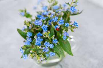 Ladybug on summer field flowers