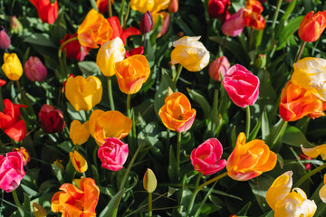 Colorful beautiful blooming red yellow tulip at Lisse Holland Netherlands