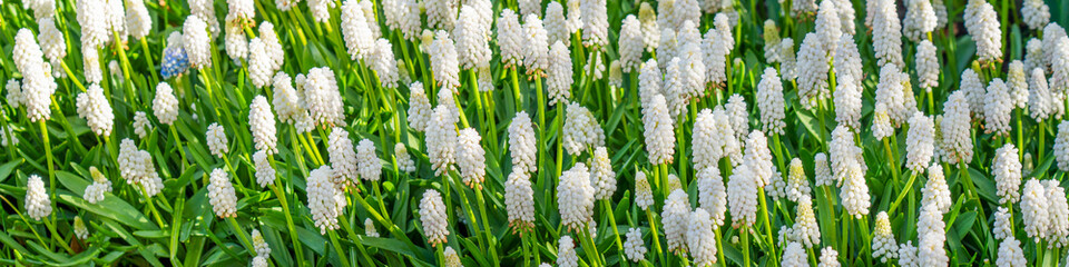 Grape hyacinth or white magic hyacinth flower