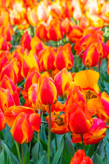 Colorful beautiful blooming red tulip at Lisse Holland Netherlands