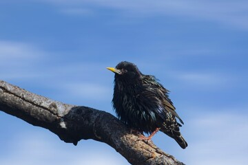 European Starling shakes its feathers.