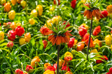Obraz premium Orange flowering fritillaria imperialis and colorful beautiful blooming tulip in background in Netherland