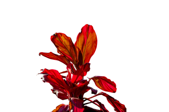 Broadleaf palm lily plant which has a combination of green and red leaf colors, natural vegetation of tropical forests