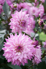 Pink decorative Dahlia blossom Close-up
