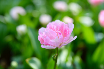 どこかで見た花