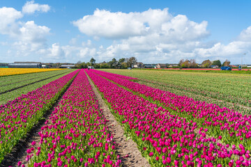 Fototapeta na wymiar Landscape of colorful purple beautiful blooming tulip field in Lisse Holland Netherlands