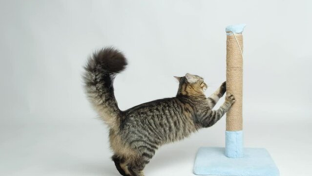 The cat jumps on the scratching post, sharpens its claws and plays with the ball on a white background.