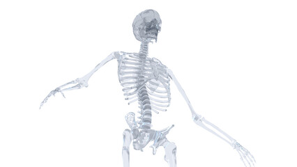 3d medical illustration of a man's skeletal system