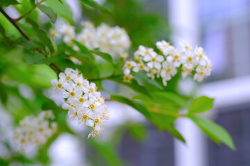 Bird cherry blooming tree with white flowers and bright green leaves in garden at residential home window. Spring natural background photo with copy space. Springtime blossom season concept.