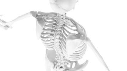 3d medical illustration of a man's thoracic spine - obrazy, fototapety, plakaty