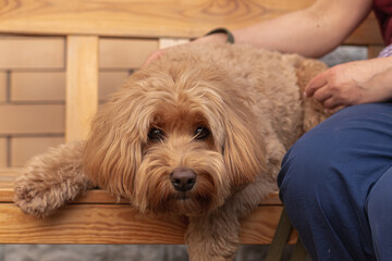 Golden Labradoodle dog outside in summer time with his owner