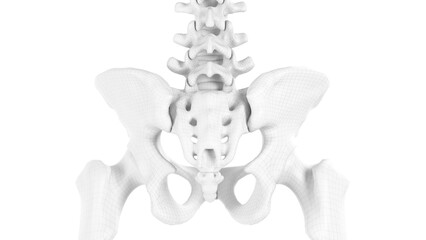 3d medical illustration of a man's pelvis