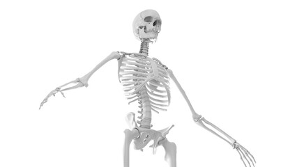 3d medical illustration of a man's skeletal system