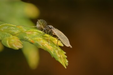 little dark Metriocnemus eurynotus male on a leaf