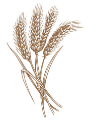 Fototapeta premium Ears of wheat spikelets with grains. Organic vegetarian food packaging element. Sketch vintage vector illustration