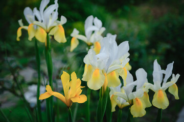 Full Bloom trend. Shallow depth of field. A few white and yellow irises are blooming in a flower bed. Fragrant flowers in the spring garden.