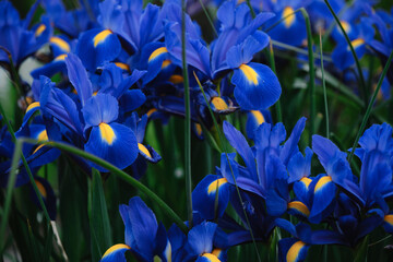 Full Bloom trend. Shallow depth of field. Several blue irises with yellow spots are blooming in a flower bed. Fragrant flowers in the spring garden. - obrazy, fototapety, plakaty