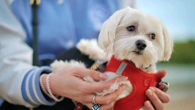 View of a woman holding her maltese dog with white fur looking around. Slow motion