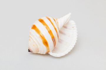Beach seashells on colored background. Mock up with copy space