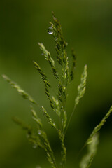 Fototapeta na wymiar The flower of grass with water drop on beautifull green blurred background