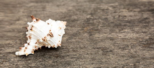 Beach seashells on colored background. Mock up with copy space