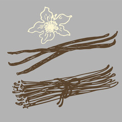 Obraz na płótnie Canvas Vanilla. Flower and sticks of vanilla plant. Set with Isolated pods, vector image. Fragrant spices illustration. Drawn by hand. Quick doodle sketch. Design element.