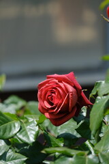 バラ園に咲く満開の春バラ(full bloom rose)