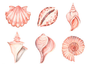 large set of seashells on an isolated white background, hand-painted