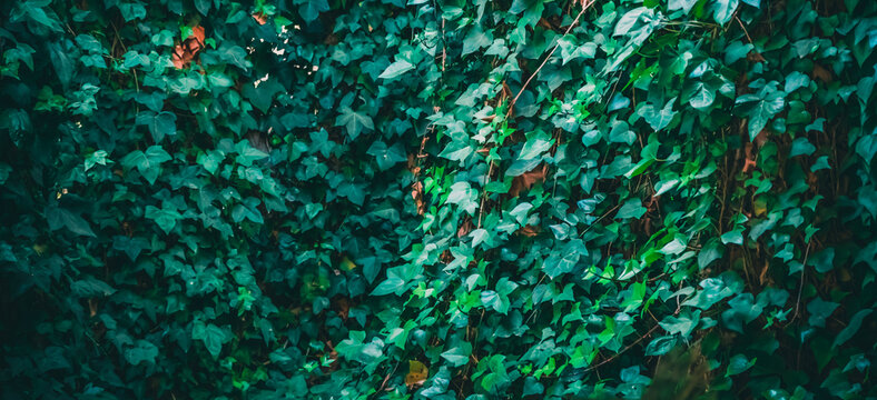 Modern gardening landscaping design details. Vertical garden indoors, living green wall with perennial plants. Green tropical forest background. Modern open plan area with greenery
