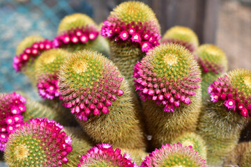 Bright pink flowers of a blooming cactus in the garden