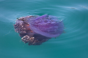 jellyfish cephea cephea at the surface of the water of the Pacific Ocean