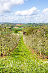 Fototapeta na wymiar A modern apple orchard in blossom near Castle Frome in the Frome Valley, Herefordshire, England UK