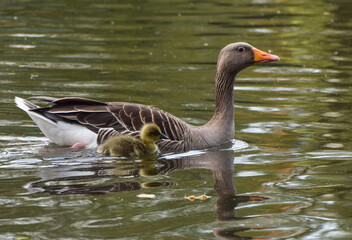 A greylag goose mother and gosling swim in a park lake