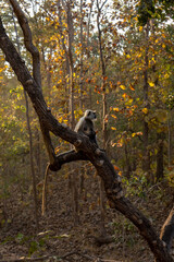 Leopard and Spotted Deer kill
