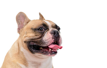 SIde view of cute French bulldog isolated on white background. pet and animal