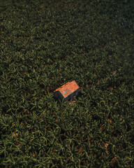 A small house surrounded by a banana plantation