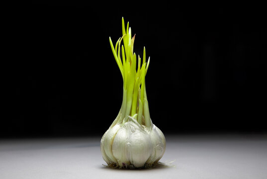 A close-up with a sprouted clove of garlic on a dark background