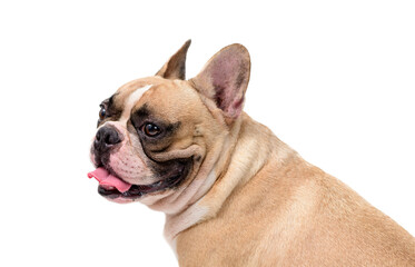 SIde view of cute French bulldog isolated on white background. pet and animal