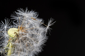 Close up, macro shot of stem of dandelion tipped with few seeds