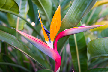 Exotic tropical flower Strelizia Reginae also named Bird of Paradise