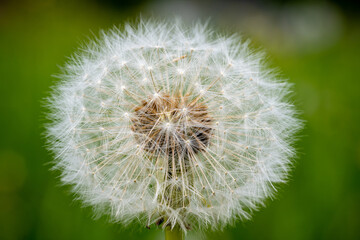 Close up of two dandelions on a meadow