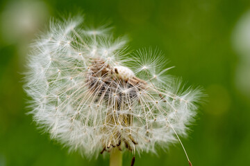 Close up, macro shot of dandelion with only half of its seeds left on
